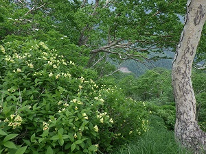 ウコンウツギ