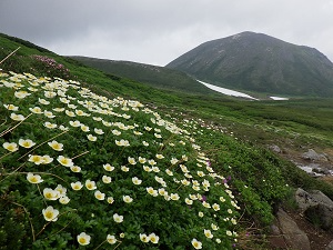 チングルマと凌雲岳