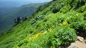 山頂付近の花々