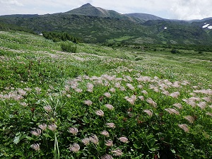 綿毛になっているチングルマ