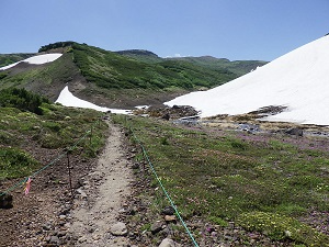 高山植物が見頃を迎えている北海沢