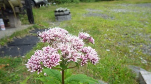 ヨツバヒヨドリの花
