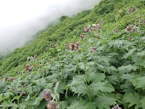 九合目付近のアザミ類とチョウ類