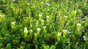 花が上向きに咲いているソラムキアオノツガザクラを発見しました。