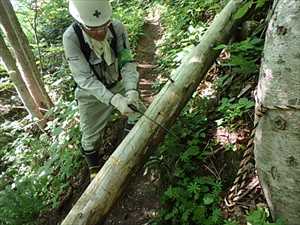 枯れた倒木の撤去