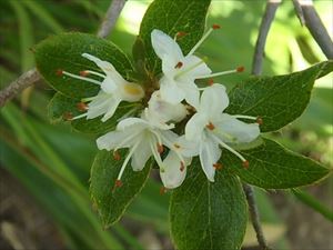 コメツツジの花