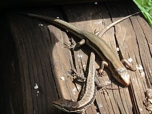 ヒガシニホントカゲ（右）とニホンカナヘビ（左）