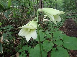 オオウバユリの花が咲いていました。