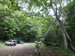 中ノ沢コース駐車スペース上に枯れ枝が落下する危険性があったため切り落としました。