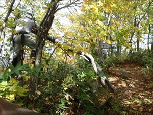 山頂にナナカマドの倒木があったので撤去しました。