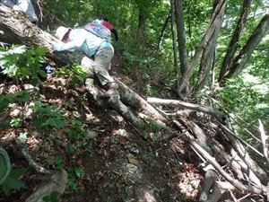 歩道上に倒木があり、渡るのが困難な状況でした。