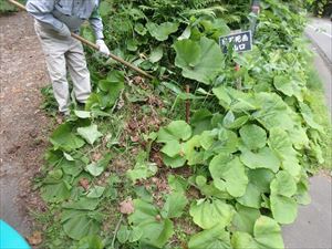 風不死岳の入山口周辺にフキなどが生い茂っており、案内板が見えにくくなっていたため、刈り取りを行いました。