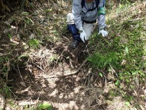 歩道上に枯れ根が突出していたため、危険防止のために切り取りました。