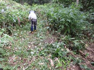 歩道上にササやオオイタドリが生い茂っていたため、刈り取りを行いました。