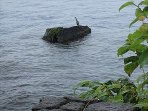 支笏湖で鵜が休憩していました。