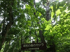 昭和の森のカツラ