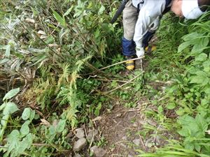 山頂手前では、歩道上にササ等が繁茂していたため、躓きなどの危険防止のため刈り取りを行いました。