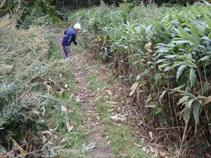 入山口周辺のササ刈りを行いました。