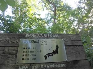 推定樹齢800年の昭和の森のクリ