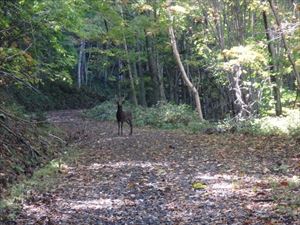 オス鹿と遭遇