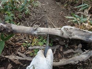 枯れ根が歩道上にかかっていたため、危険防止のため切り取りました。