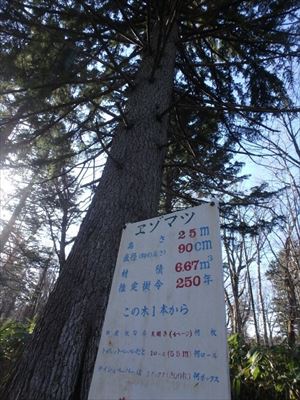 入山口から15分ほど歩くと大きなエゾマツの木があります。