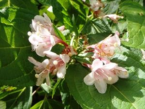 歩道沿いに咲いていたタニウツギの花です。