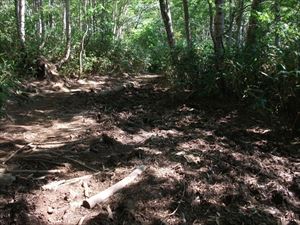 いつもは泥状の歩道ですが、好天が続き歩道が乾いていて、大変歩きやすい状態となっていました。