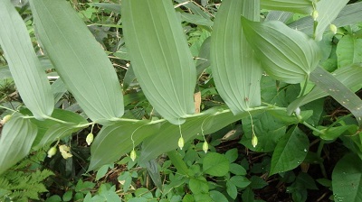 オオバタケシマランのつぼみ