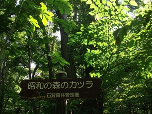 昭和の森のカツラの木