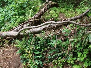 無意山元山コースの歩道上に倒木がありました。