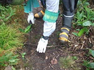 歩道上に枯れ根が突出していたため、危険防止のため刈り取りを行いました。