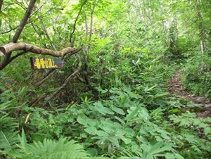 小樽内川奥林道を6キロメートル歩くと山頂に向かう道への看板があります。