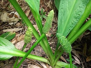 ミズバショウの花序