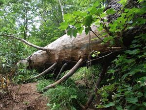 歩道上の倒木により、迂回路ができていたため、安全確保のため、枝・ササを除去し、倒木の下部分を通りやすくしました。