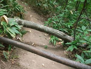 歩道上に倒木があり、危険防止のため撤去しました。