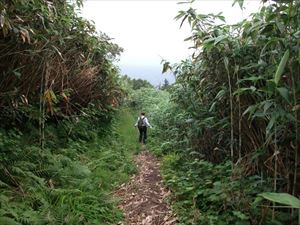 歩道脇のササが刈り取られ、歩きやすい状態となっています。