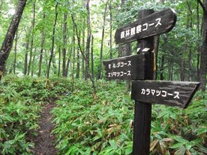 本日は、野幌森林公園を巡視しました。