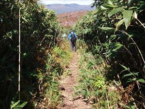 千尺高地の平坦な笹原を通ります。