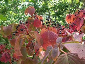 オオカメノキの葉が赤くなり、果実が色づいていました。