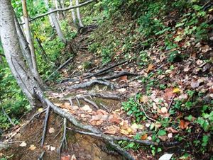 木の根が歩道上に出ていて、滑りやすくなっています。