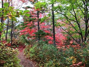 山頂に近づくにつれ紅葉の色合いがだんだん濃くなってきました。