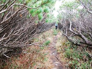 山頂手前のハイマツで囲われた歩道