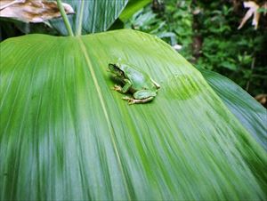 ニホンアマガエル