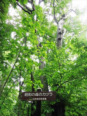 昭和の森エゾユズリハコースにあるカツラの大木