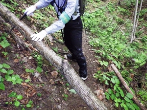 歩道上に倒木があり撤去