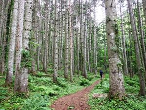 針葉樹林が被害を受けた後に植林