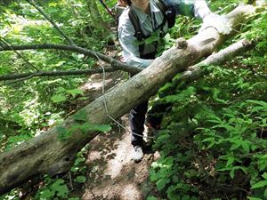 倒木があり、歩道の安全確保のため撤去しました。