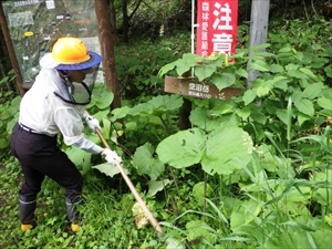 空沼岳の林道入り口周辺でササ等の刈払い