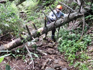 歩道上の倒木撤去